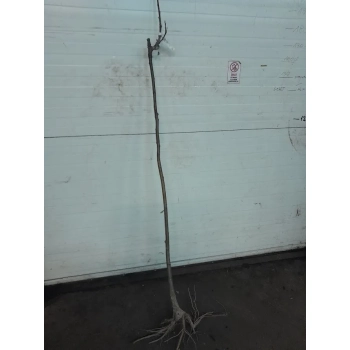 JARZĄB SZWEDZKI szczepiony na pniu kulisty oryginał - sadzonki 160 / 180 cm